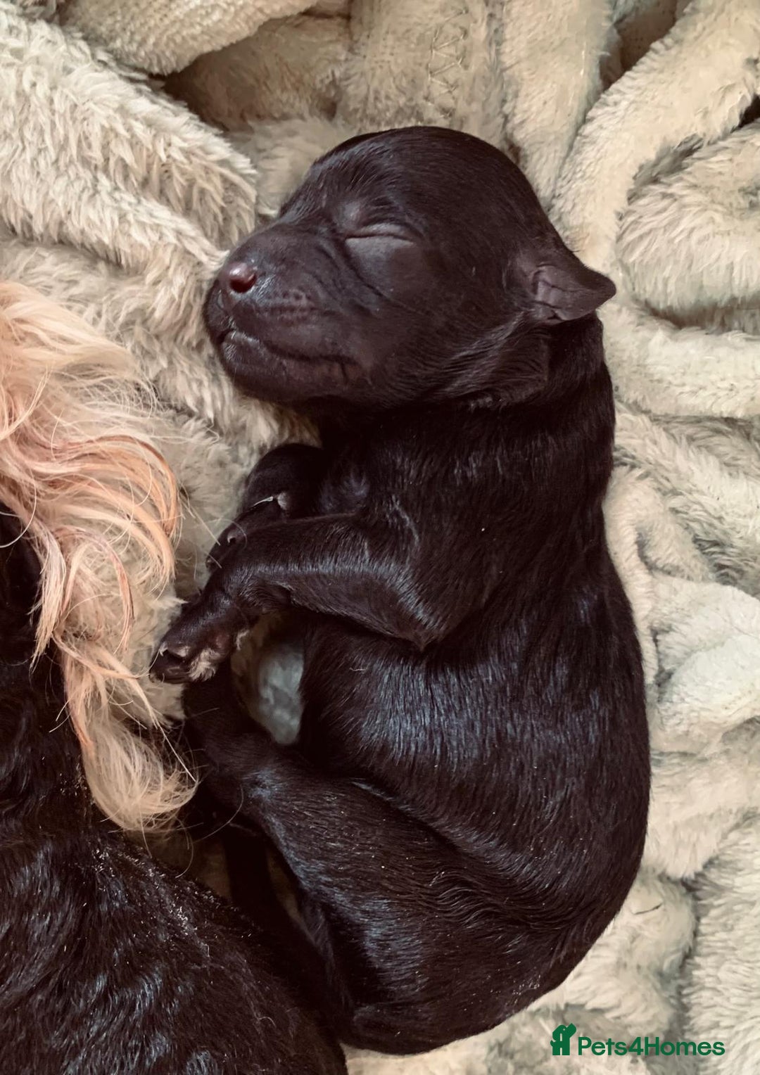 Labradoodle dogs for sale: Labradoodle puppies  - Image 5