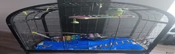 Ringnecks birds for sale: Male Ringneck - Advert 1