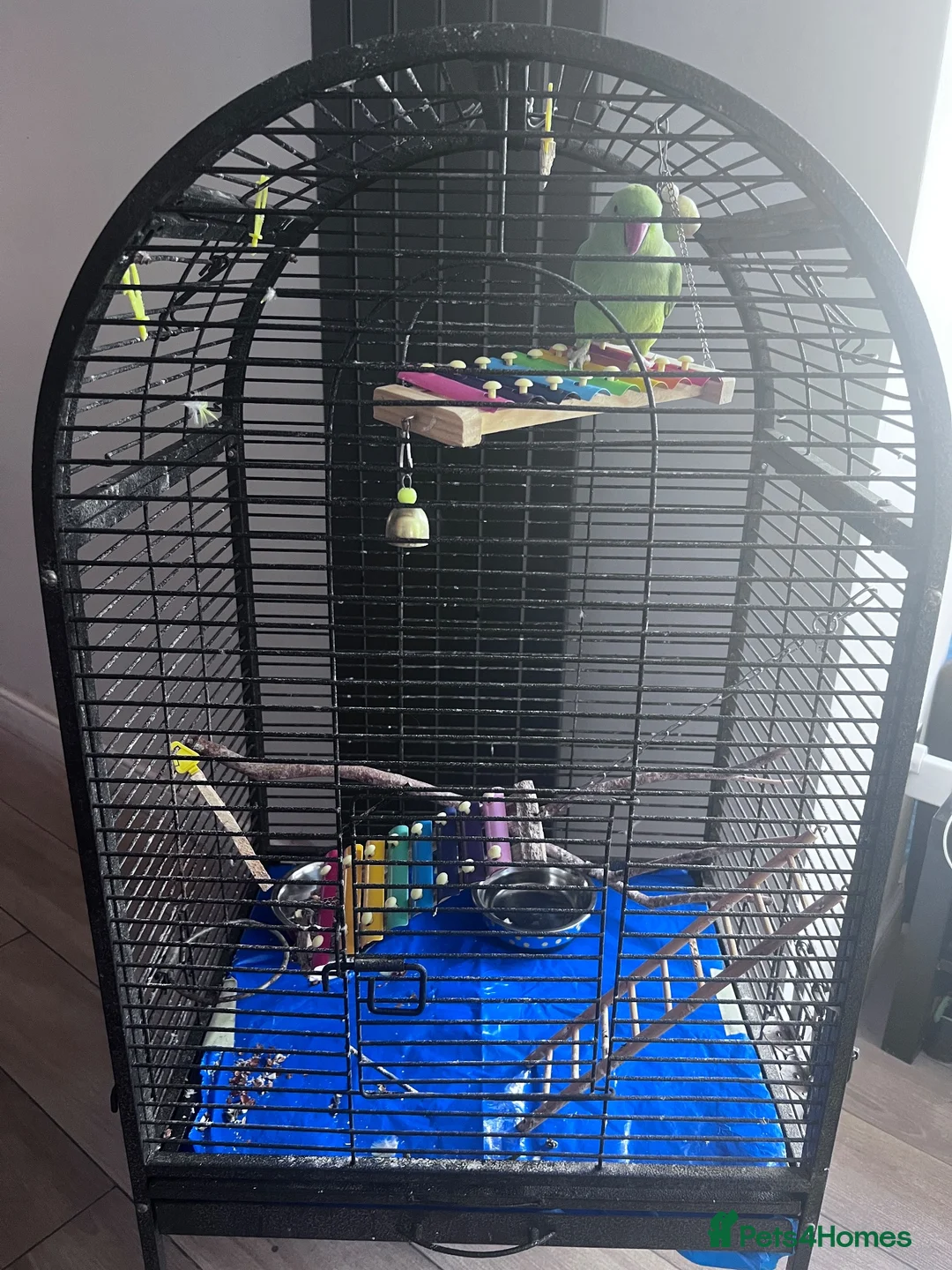 Ringnecks birds for sale: Male Ringneck - Advert 1