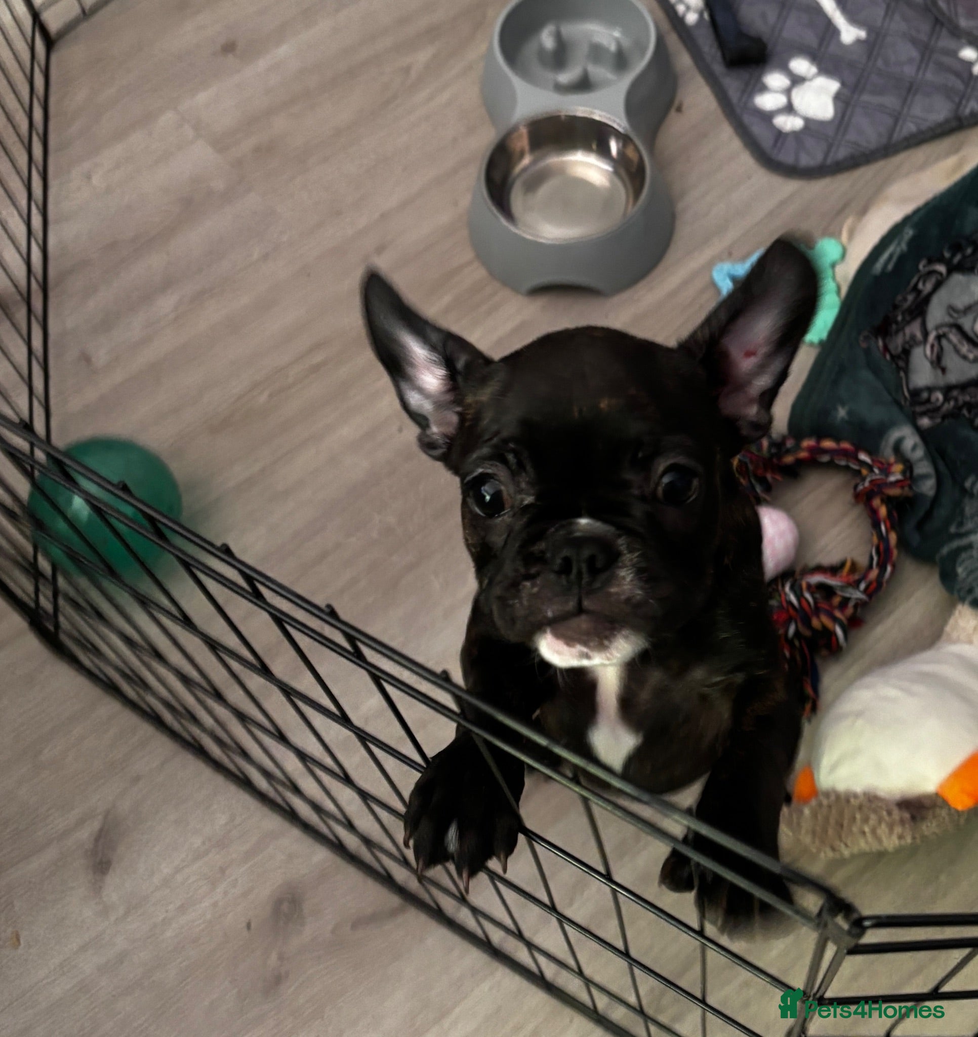 French Bulldog dogs  French bulldog puppies 1 girl left - Advert 17