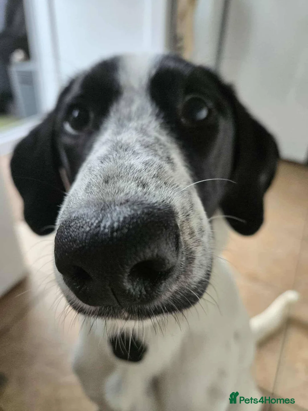 Mixed Breed dogs for adoption: Meet Annabel, currently residing in Hertfordshire  - Advert 7