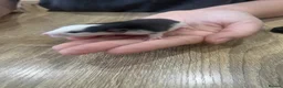 Rat rodents for sale: Baby Dumbo Rats - Advert 22