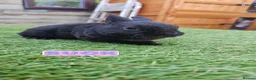 Rex rabbits for sale: Rex & Mini Rex Kits Available - Advert 8