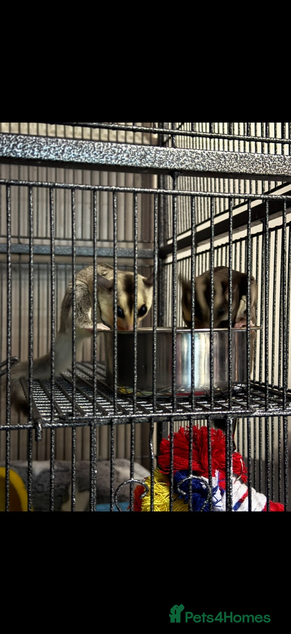 Sugar Glider rodents Female and male baby sugar gliders - Advert 2