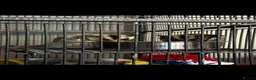 Sugar Glider rodents for sale: Female and male baby sugar gliders - Advert 1