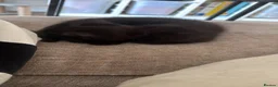 Mixed Breed cats for sale: One little kitten left  - Advert 6