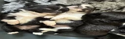 Chihuahua dogs for sale: Stunning litter of 4 long coat chihuahuas  - Advert 16