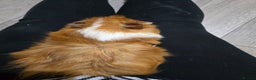 Guinea Pig rodents for sale: Toffee the Guinea pig - Advert 3