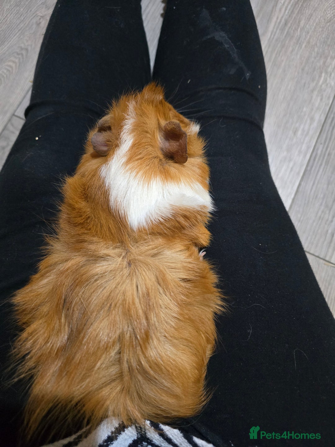 Guinea Pig rodents for sale: Toffee the Guinea pig - Advert 3