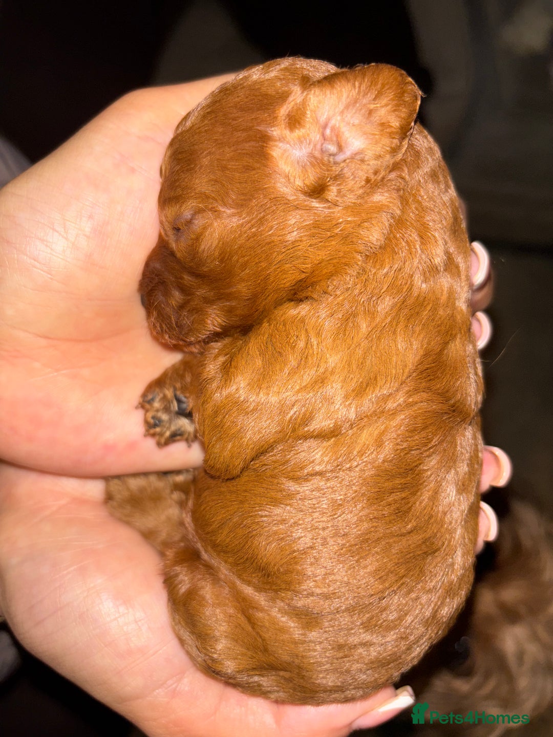 Cavapoo dogs for sale: Cavapoo - Advert 3