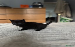 Domestic Shorthair cats for sale: 6 beautiful kittens - Image 14