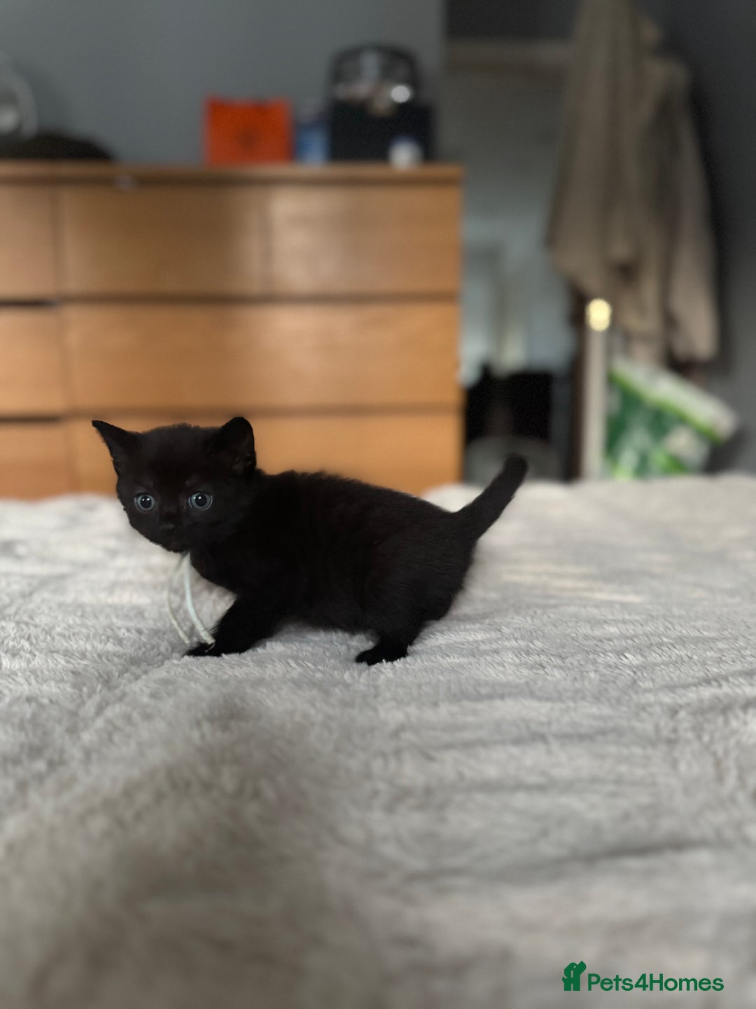 Domestic Shorthair cats for sale: 6 beautiful kittens - Image 14