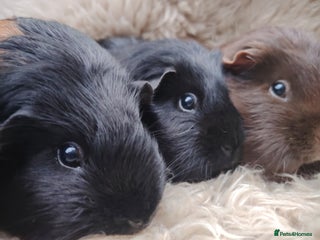 Guinea Pig rodents Guinea pigs babies and adults - Advert 12