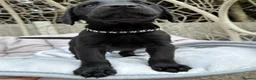 Labrador Retriever dogs for sale: Beautiful chunky black Labrador puppies  in Wickford - Advert 20