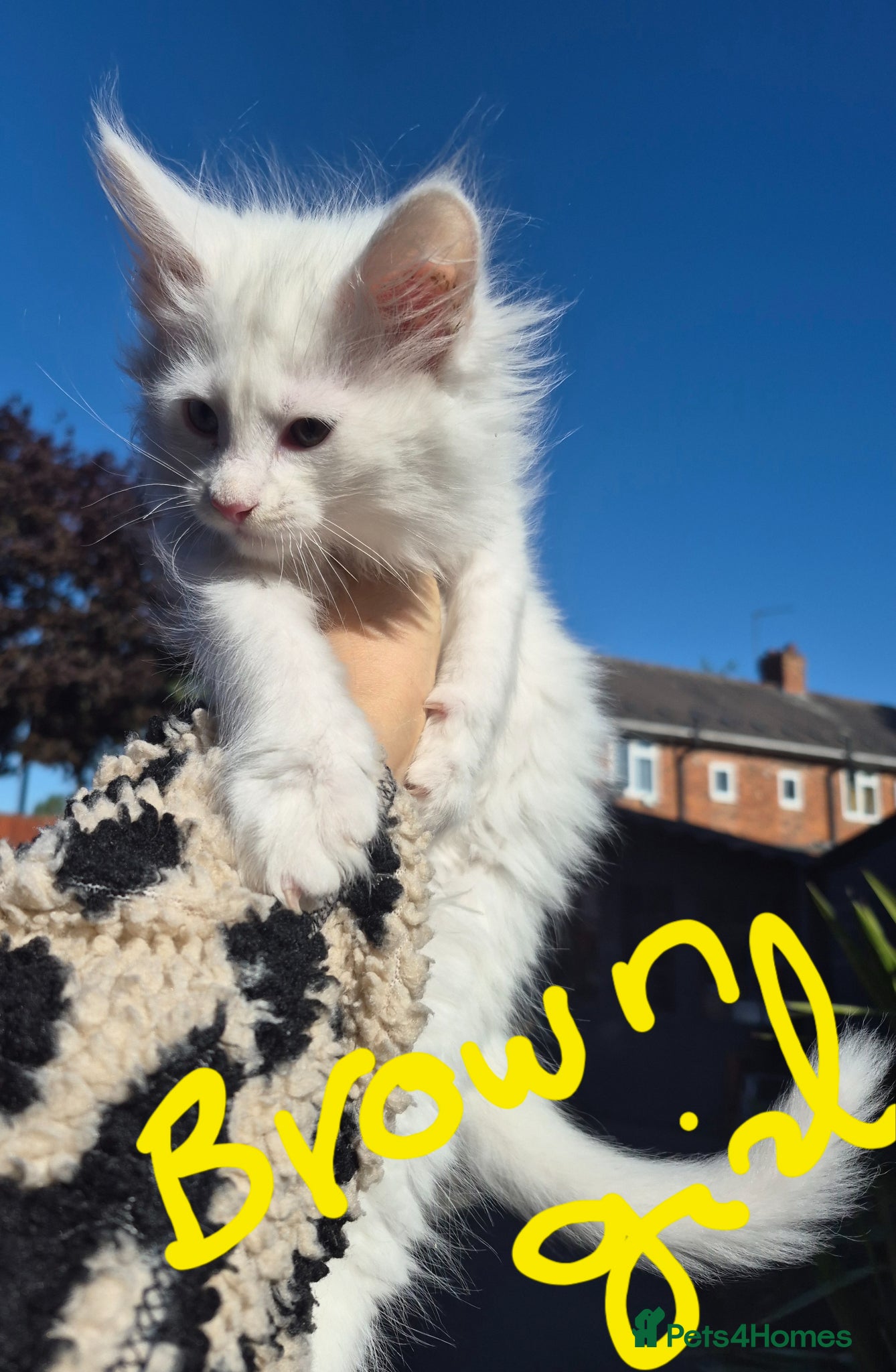 Maine Coon cats White Maine Coon Kittens  - Advert 18