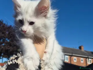 Maine Coon cats White Maine Coon Kittens - Advert 18