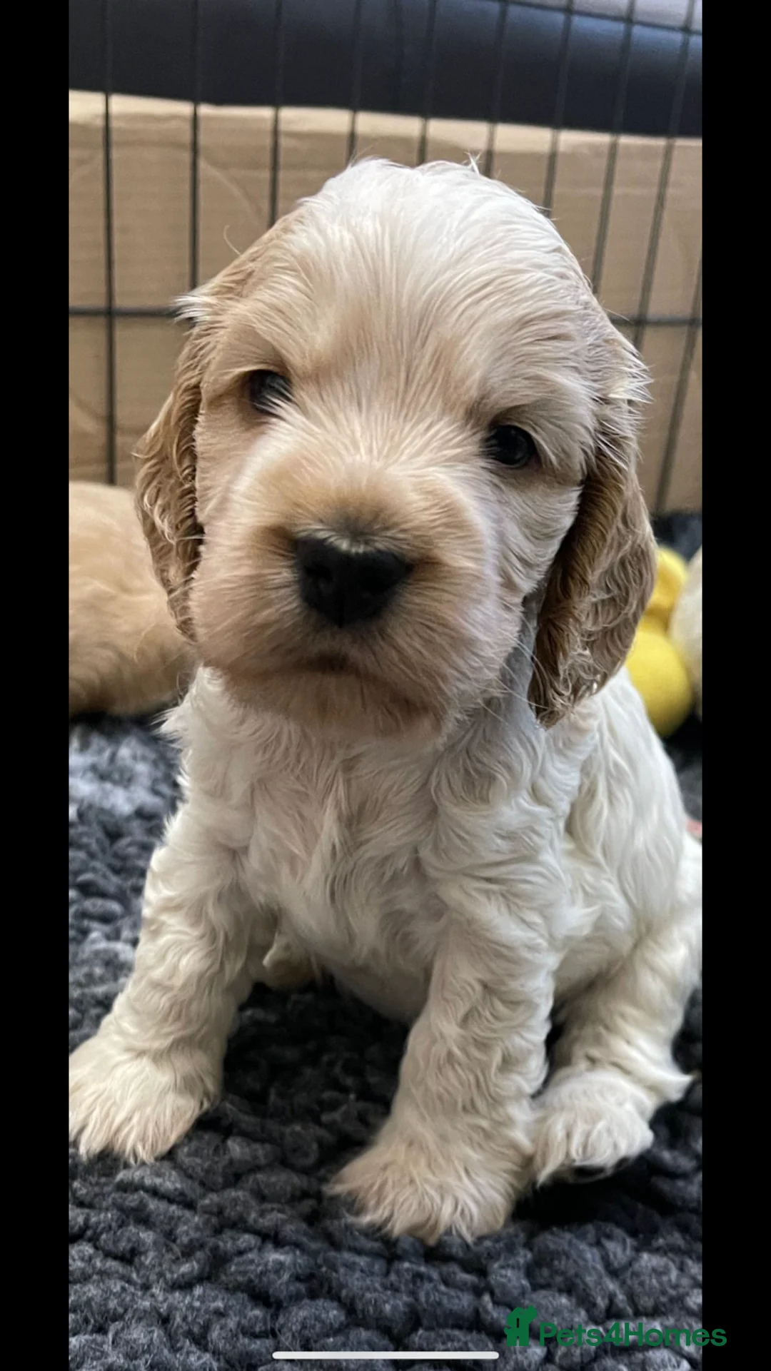 Cocker Spaniel dogs for stud: Proven KC Reg Show Cocker Spaniel Stud in Leicester - Advert 17