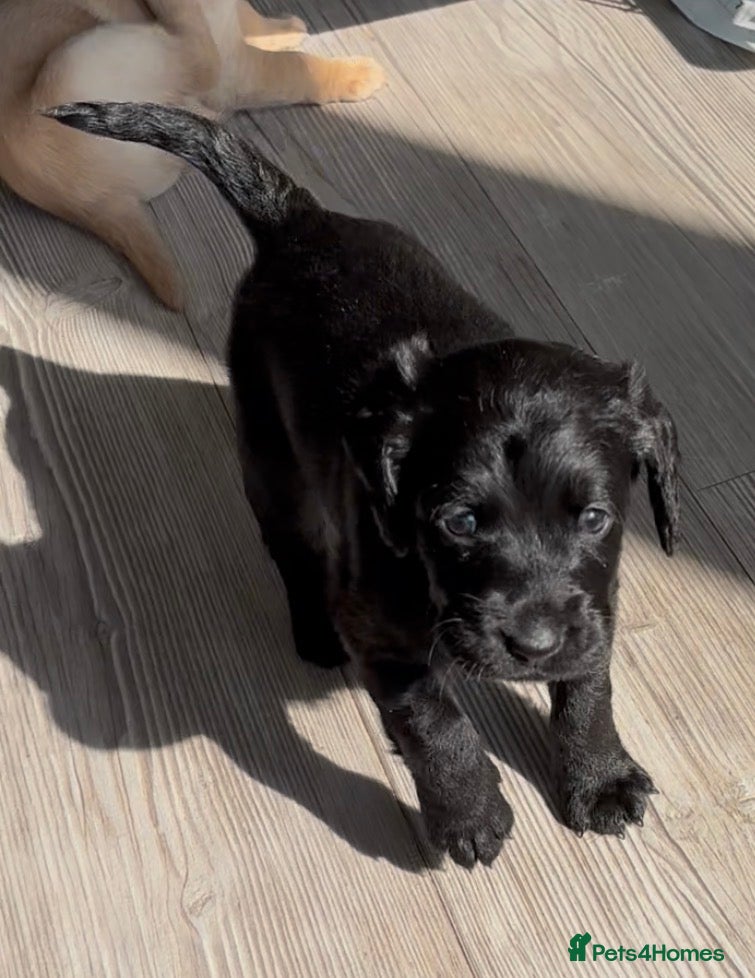 Mixed Breed dogs Gorgeous litter of 7 now  - Advert 9