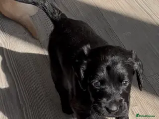 Mixed Breed dogs Gorgeous litter of 7 now - Advert 9