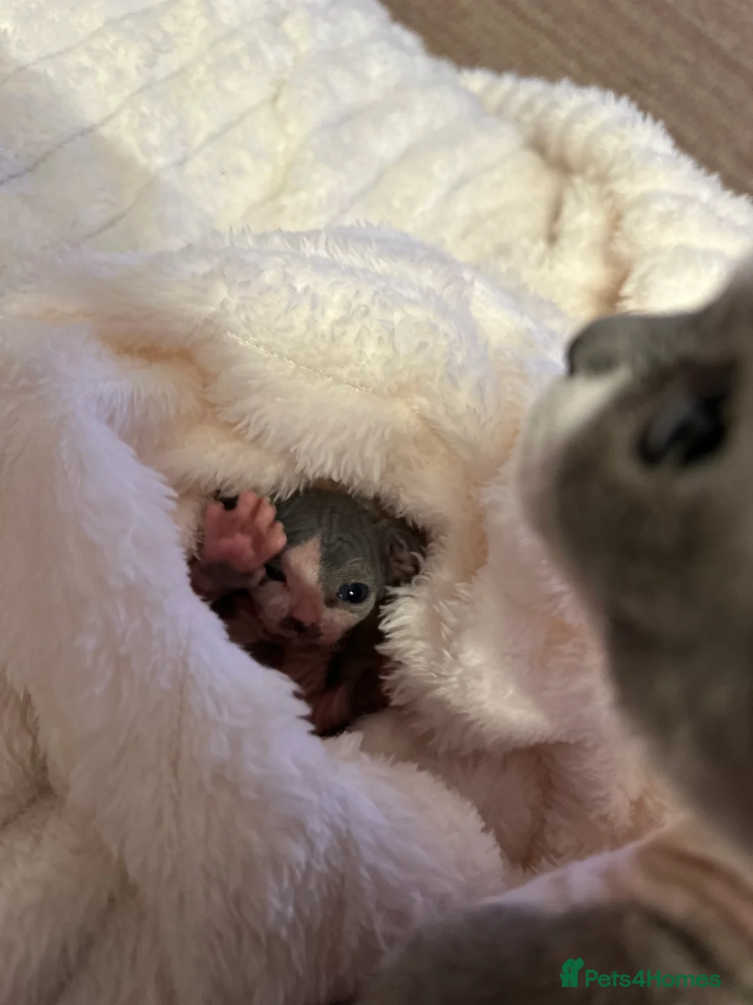 Sphynx cats for sale: Beautiful sphynx kittens from a mum and dad home - Advert 21