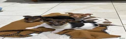 Jack Russell dogs for sale: Traditional Jack Russell Puppies - Advert 5