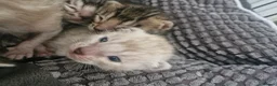 Bengal cats for sale: TICA Genetic Health Tested Snow Silver Kittens - Advert 7