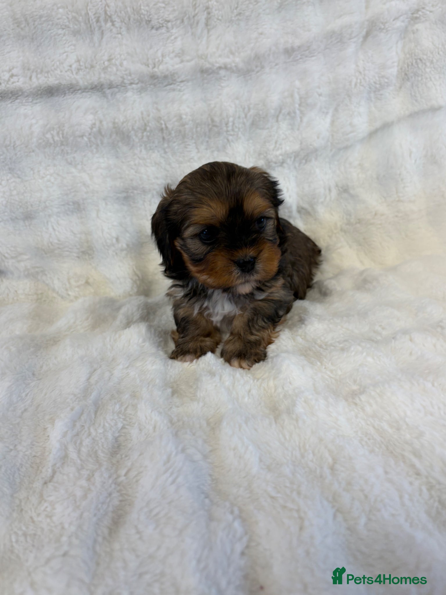 Mixed Breed dogs F1 Lhasaliers ✨ - Advert 2
