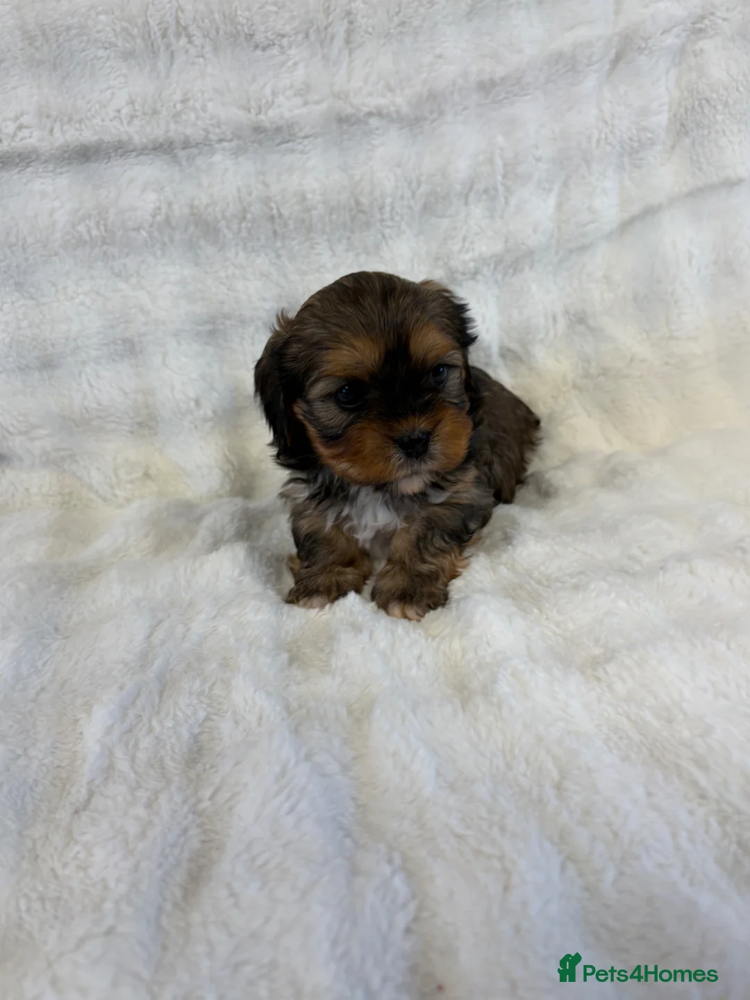 Mixed Breed dogs for sale: F1 Lhasaliers ✨ - Advert 2