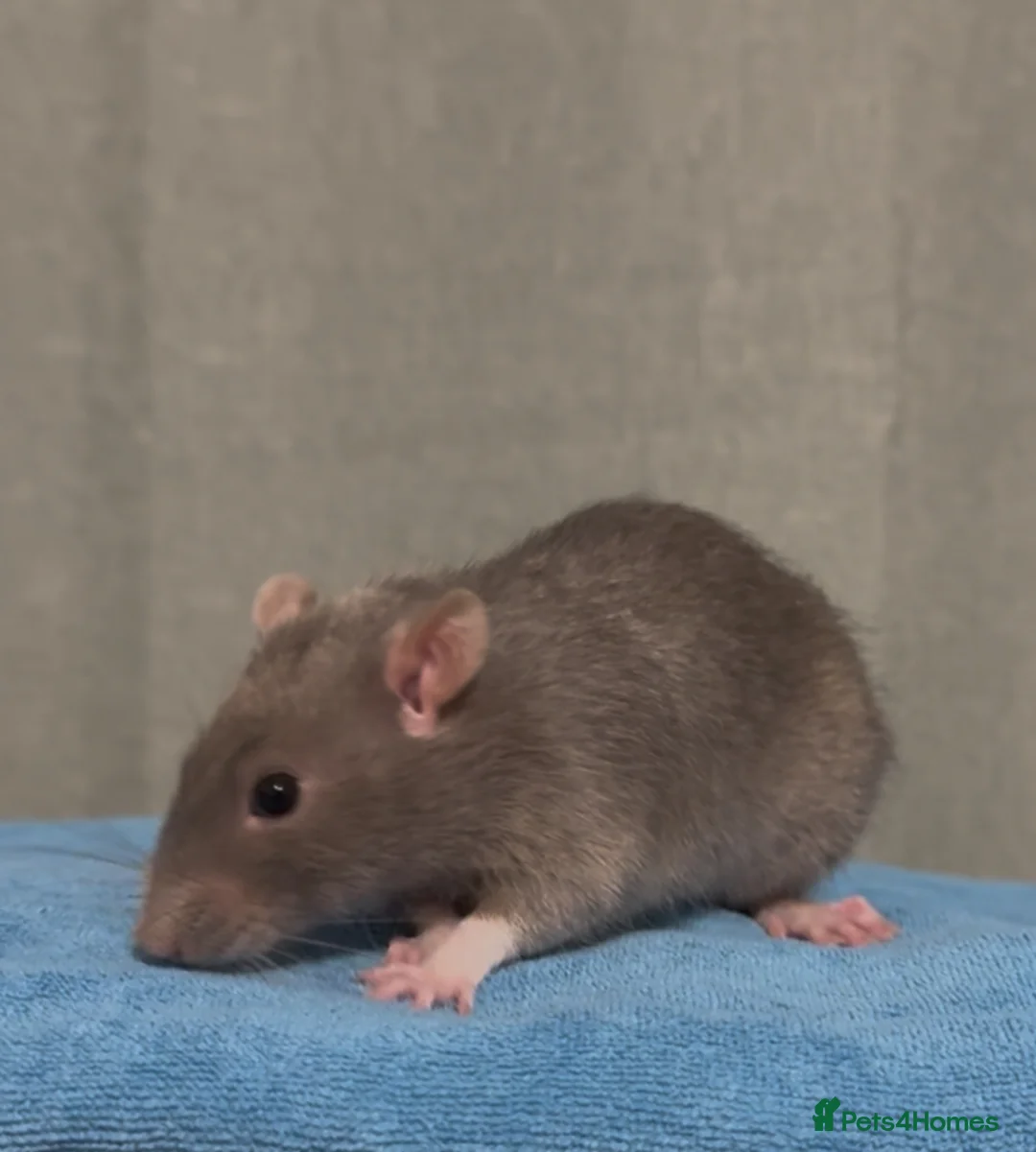 Rat rodents for sale: 2 male rats and cage  - Advert 1