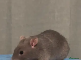 Rat rodents Meteor and Callisto - Advert 1