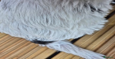 Mixed Breed dogs - Advert 7