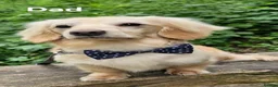 Miniature Dachshund dogs for sale: 🐾 Beautiful Miniature Dachshund Puppies 🐾 - Advert 3