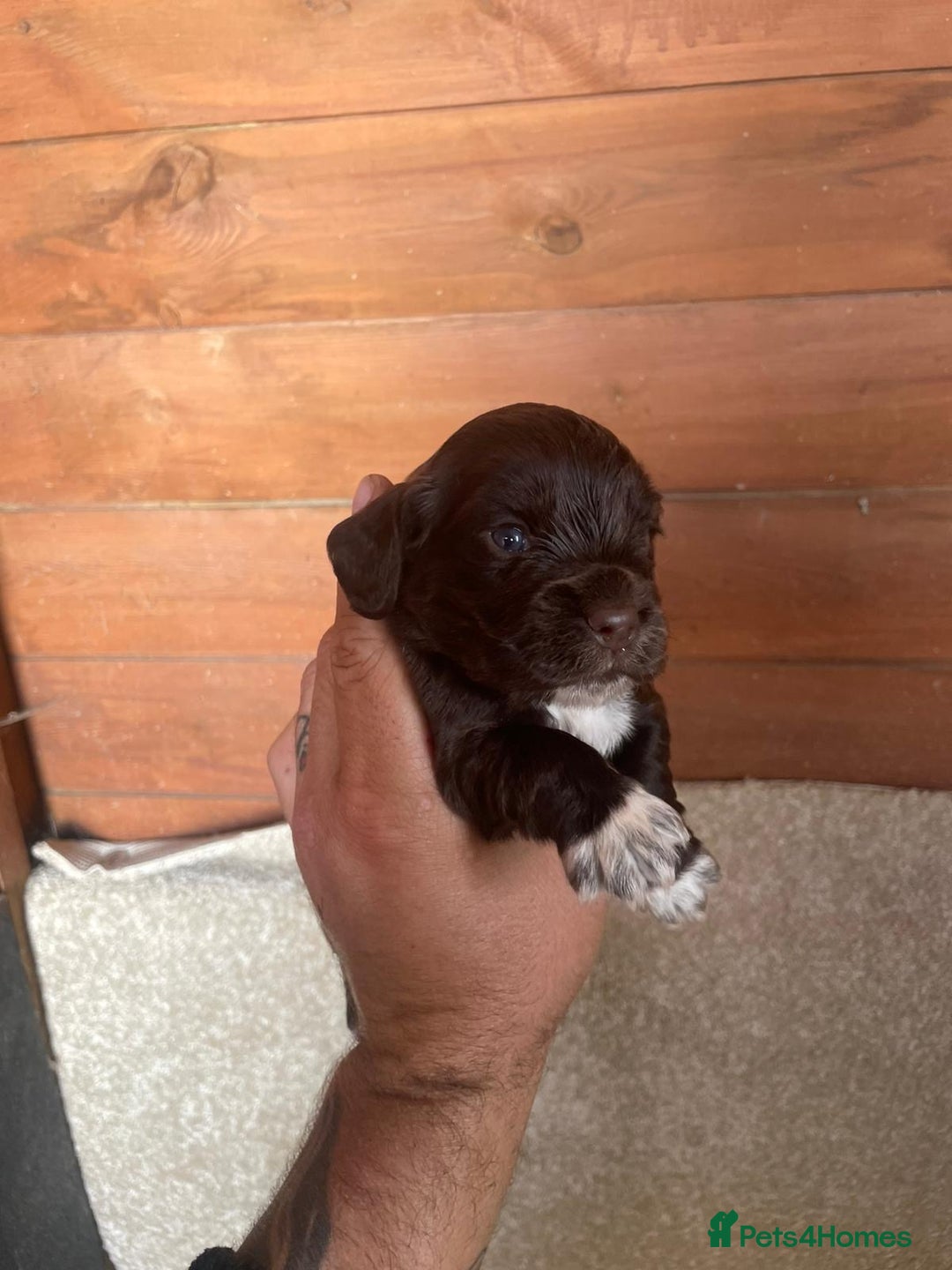 Cocker Spaniel dogs for sale: Cocker Spaniel Pups - Image 4