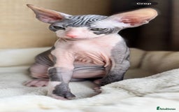 Sphynx cats for sale: Donskoy Sphynx Kittens - Image 19