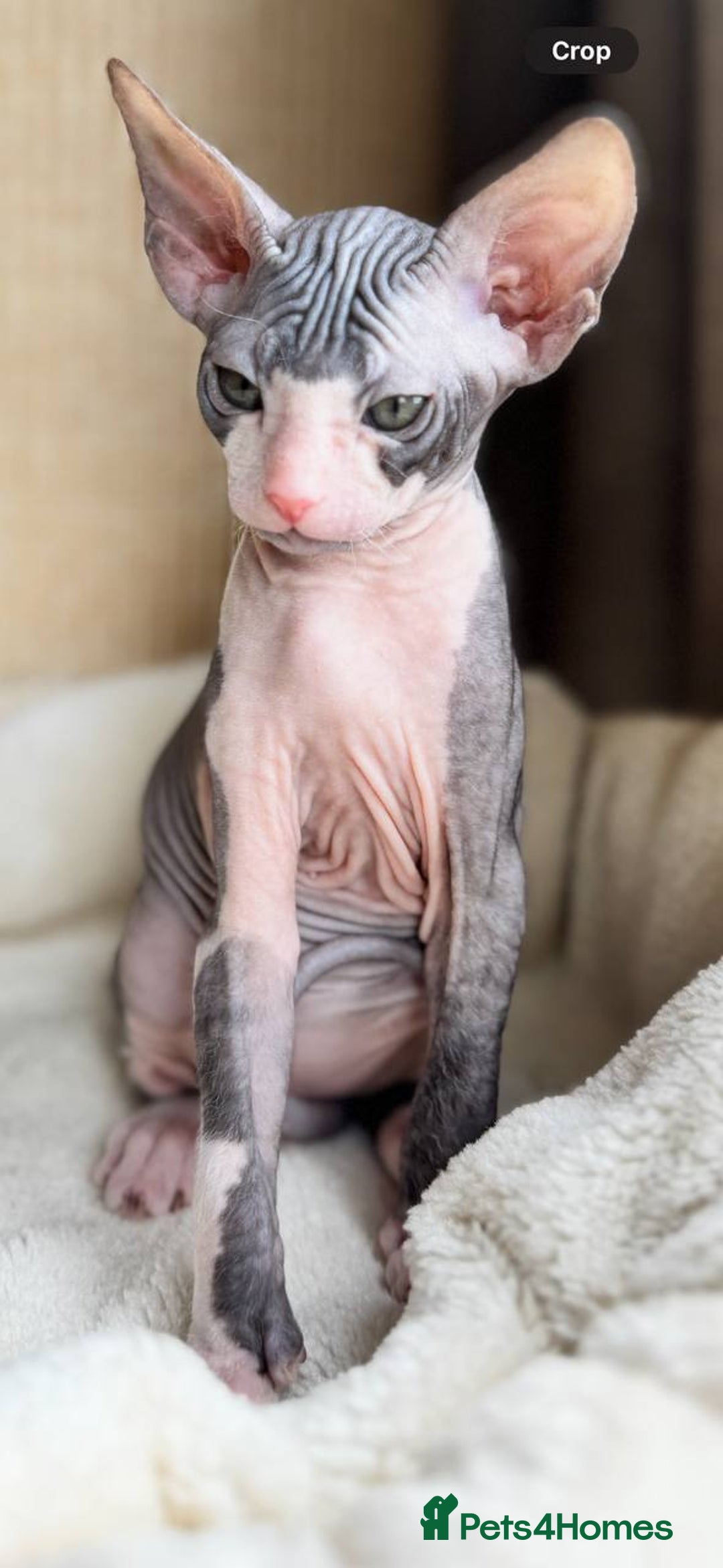 Sphynx cats for sale: Donskoy Sphynx Kittens - Image 19