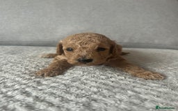 Cavapoo dogs for sale: Cavapoo Puppies for Sale - Image 25