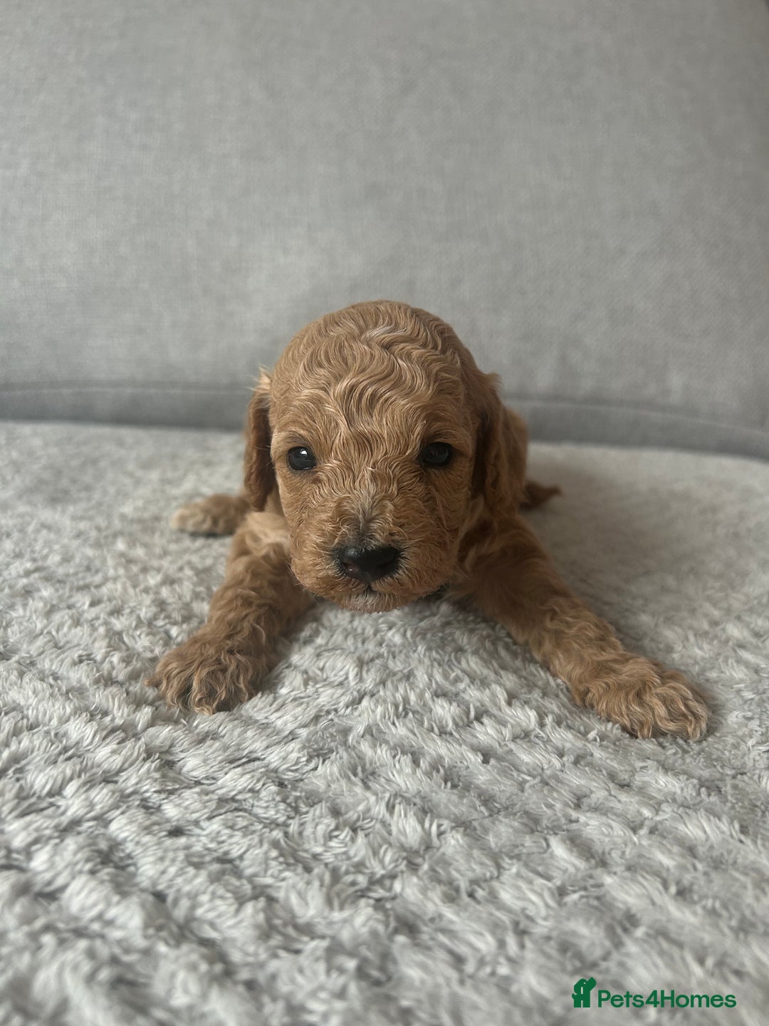 Cavapoo dogs for sale: Cavapoo Puppies for Sale - Image 25