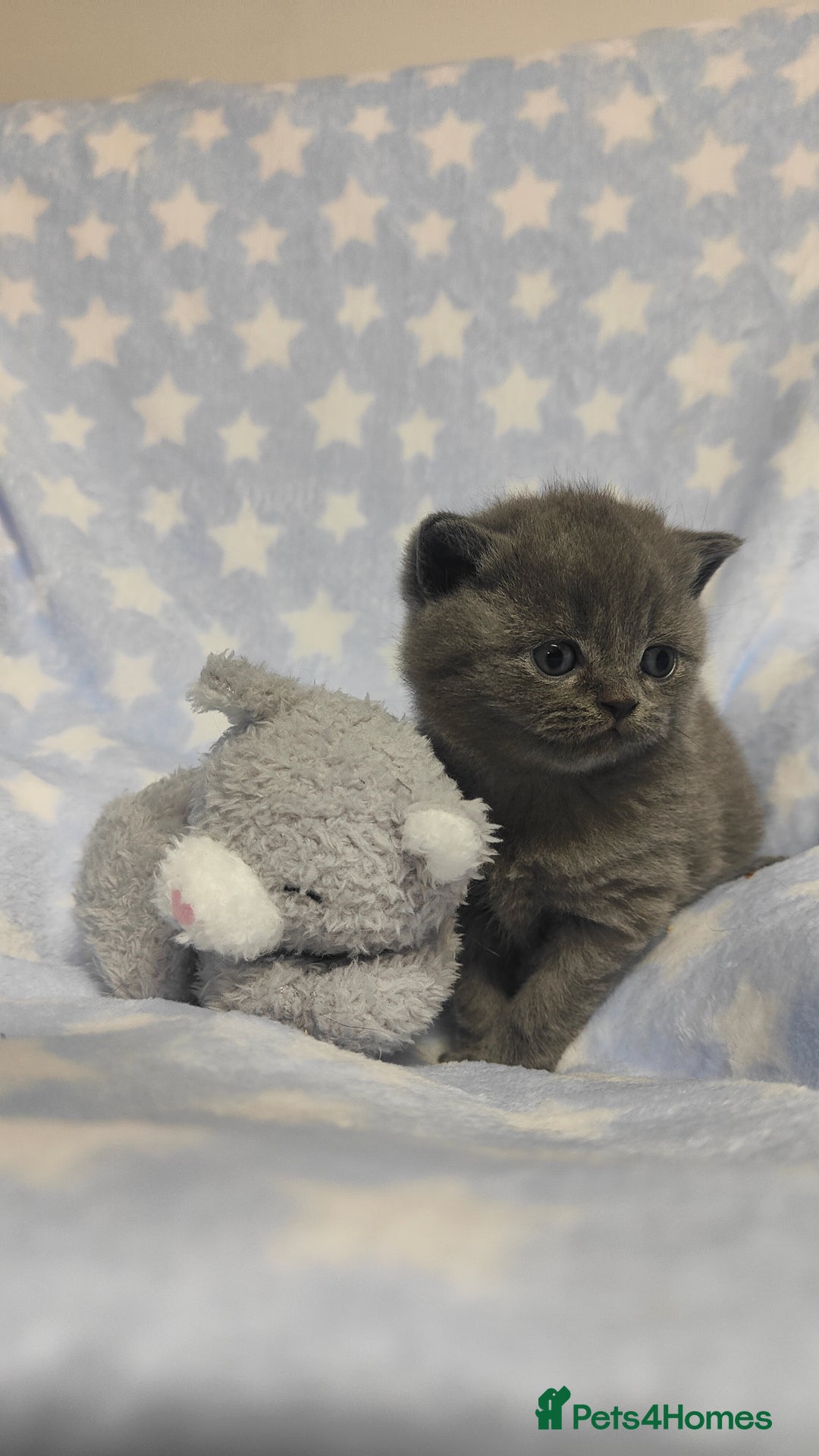British Shorthair cats for sale: GCCF REGISTERED CHUNKY BRITISH SHORTHAIR KITTENS - Advert 11