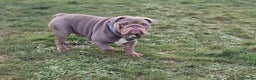 English Bulldog dogs for stud: Beautiful Kc registered English bulldog for stud - Advert 4