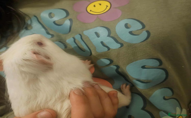 Guinea Pig rodents - Advert 1