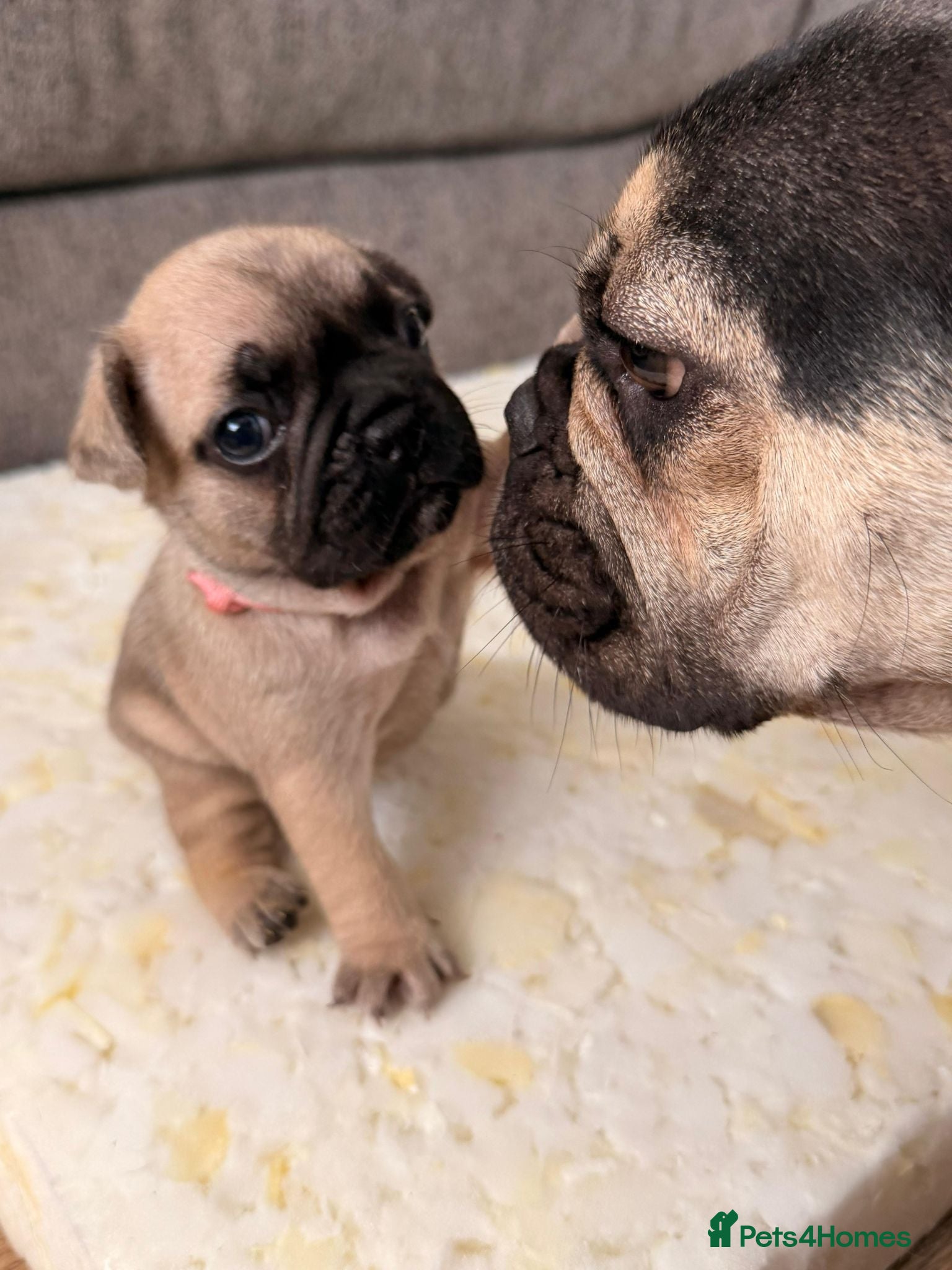 French Bulldog dogs French bulldog puppies. - Advert 13