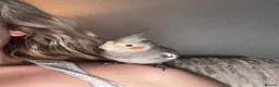 Cockatiels birds for sale: Extremely friendly Cockatiel  in Leeds - Advert 1