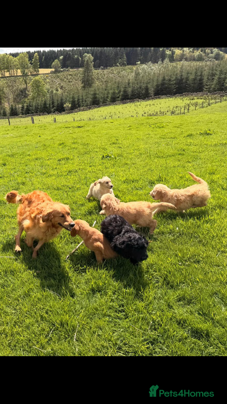 Goldendoodle dogs gorgeous golden doodle puppies - Advert 2