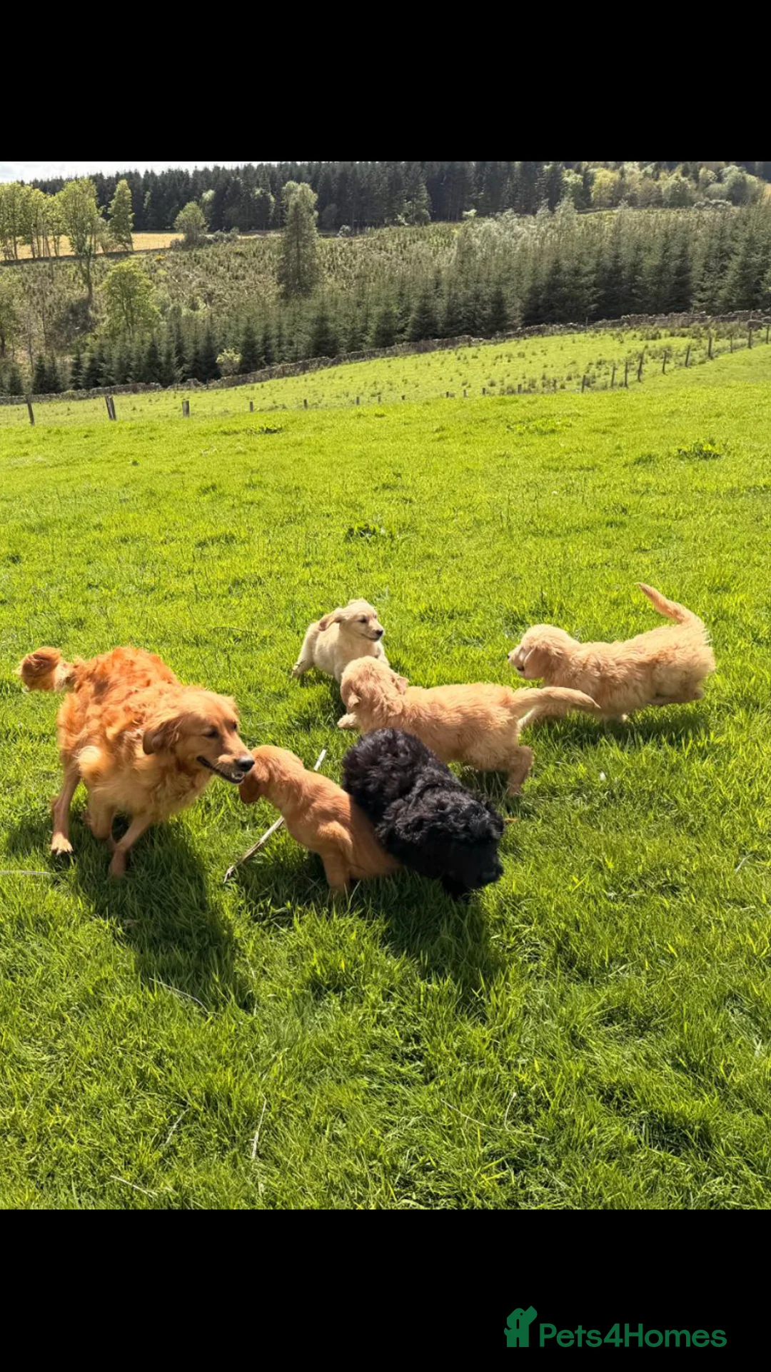 Goldendoodle dogs for sale: gorgeous golden doodle puppies - Advert 2