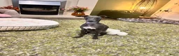 Italian Greyhound dogs for sale: Beautiful Italian Greyhound KC Puppy female  - Advert 9