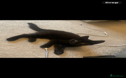 Brazilian Shorthair cats for sale: Little black rescue kitten - Image 2