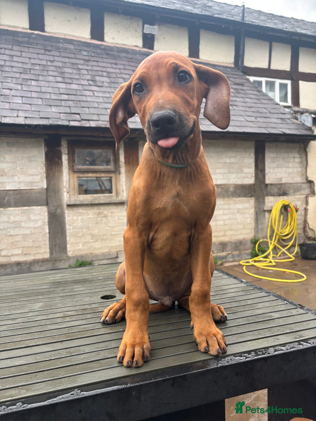 Rhodesian Ridgeback dogs for sale: Kc registered Rhodesian Ridgebacks puppies - Image 9