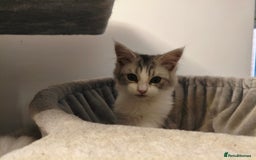 Mixed Breed cats for sale: Beautiful Maine Coon x Ragdoll Kittens Ready  - Advert 7