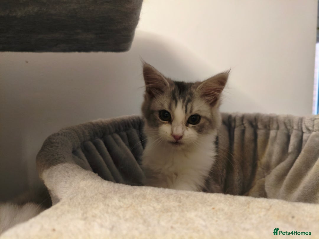 Mixed Breed cats for sale: Beautiful Maine Coon x Ragdoll Kittens Ready  - Advert 7