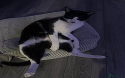 Domestic Shorthair cats for sale: Meemee the Three year old cat  - Image 9